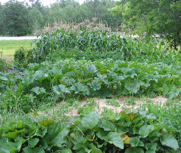 Organic Garden